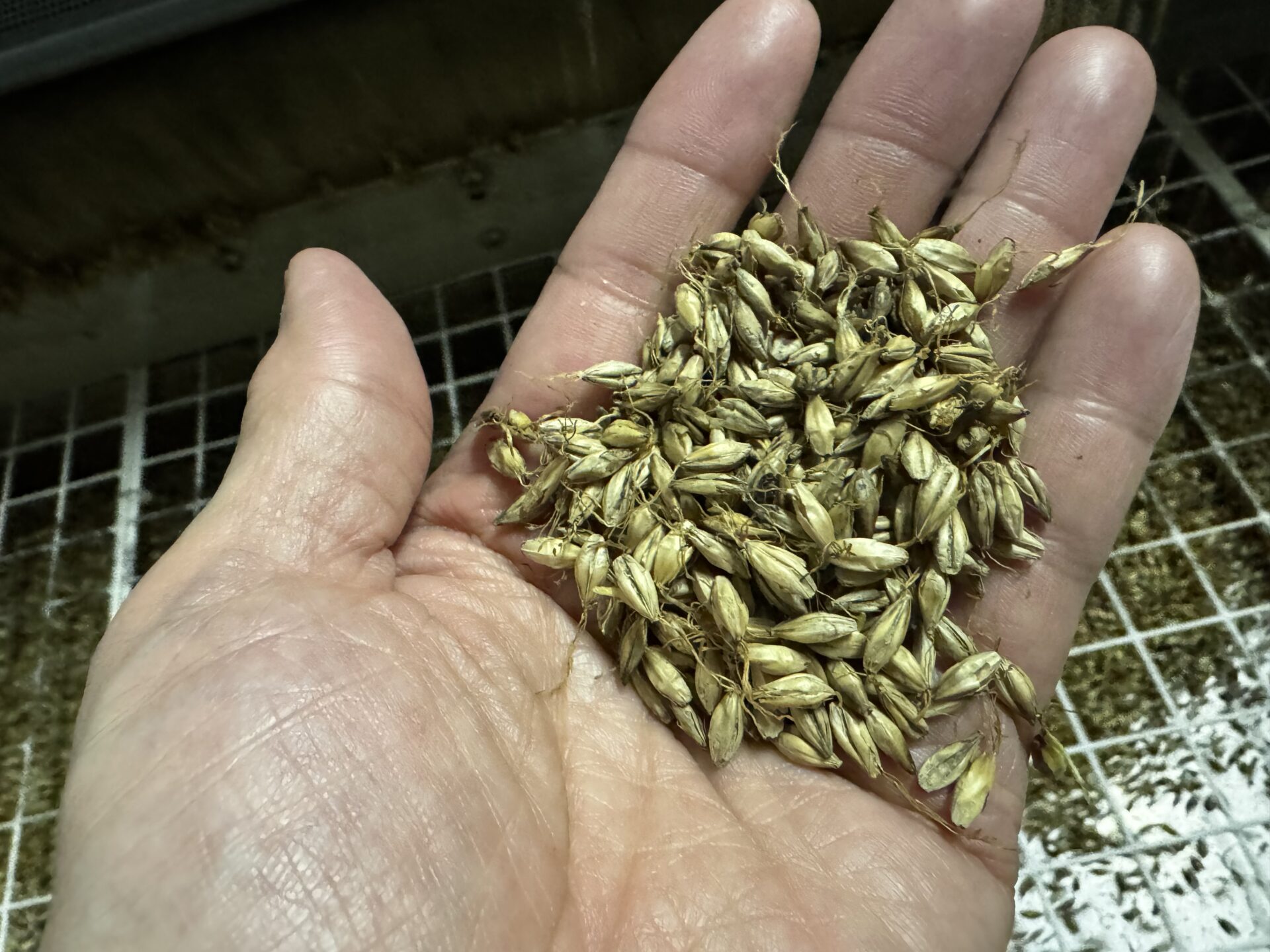 クラフトモルトとは何か|北海道・浦幌町で大麦から麦芽をつくる理由